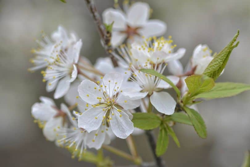 Flatwoods Plum Flowers