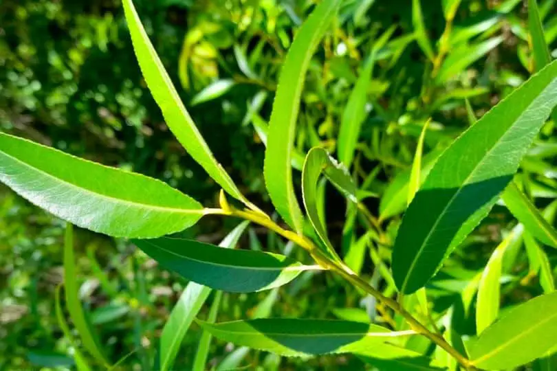 Florida Willow Leaves