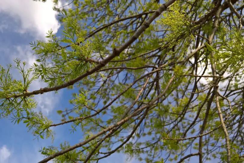 Green Ash Tree