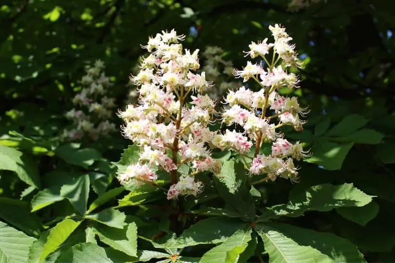 Horse Chestnut Flowers