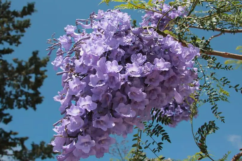 Jacaranda Flower