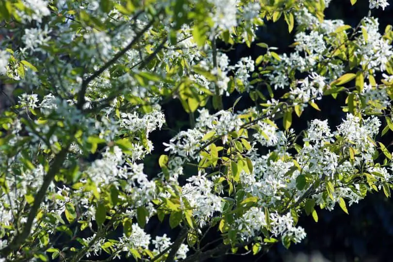 13 White Flowering Trees In Michigan (Photos & Care Tips) - Regional ...