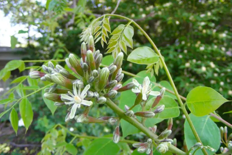 Kentucky Coffeetree Flowers