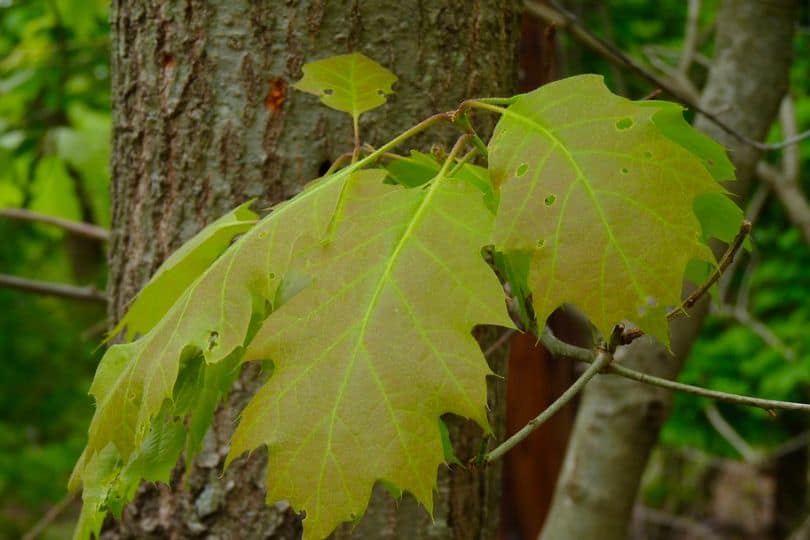 3 Native Aspen Trees In Minnesota Pictures Identification   Large Toothed Aspen 