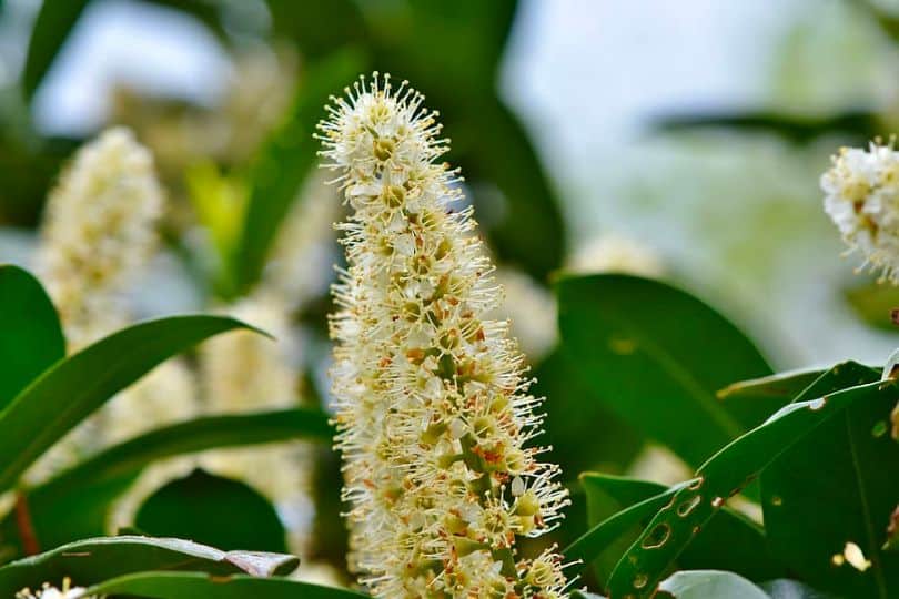 Laural Willow Flowers