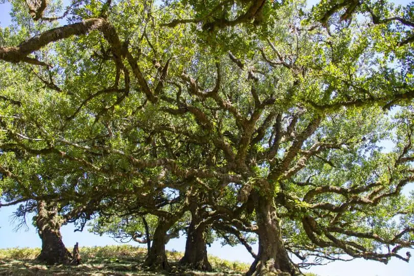 Laurel Oak Tree
