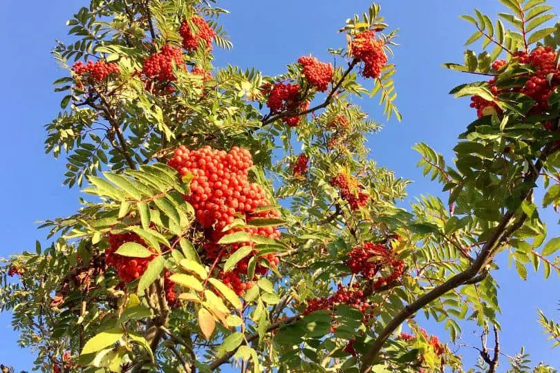 Mountain Ash