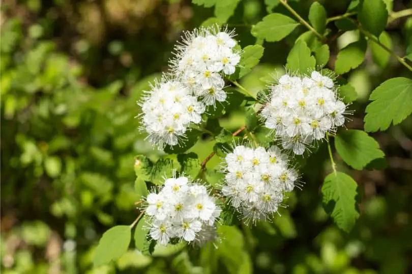 Nannyberry Flowers