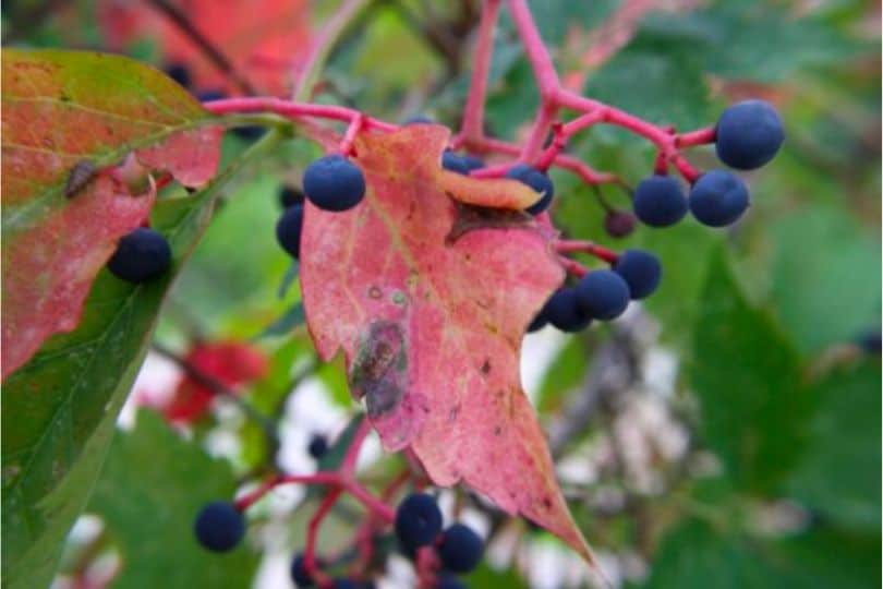 Nannyberry Leaves