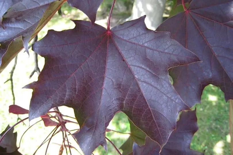 Norway Maple Purple Leaves