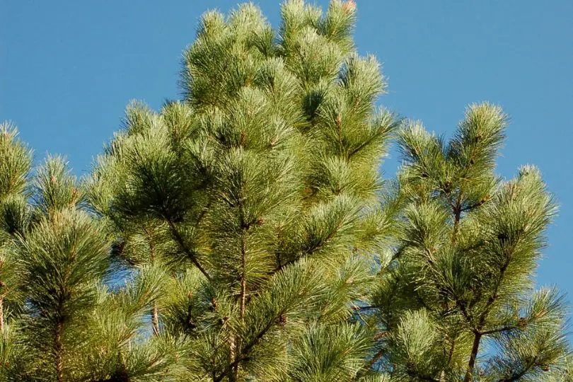 Norway Red Pine