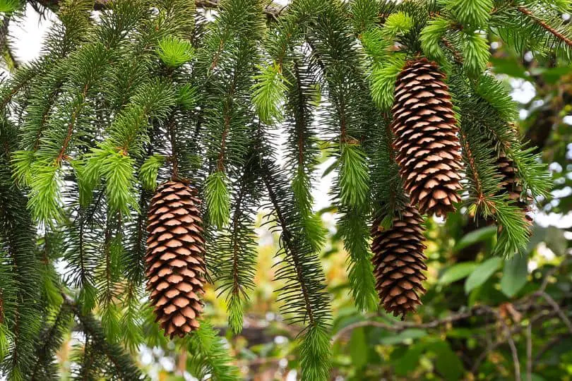 Norway Spruce Tree