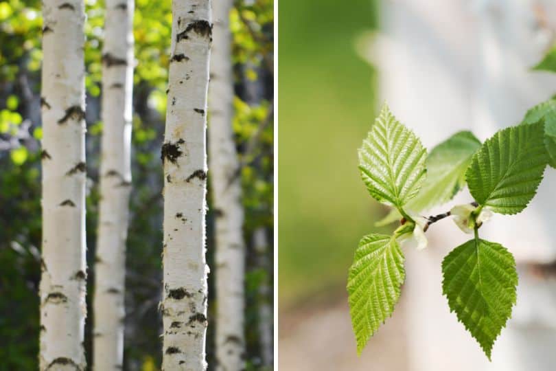 Paper Birch Trees