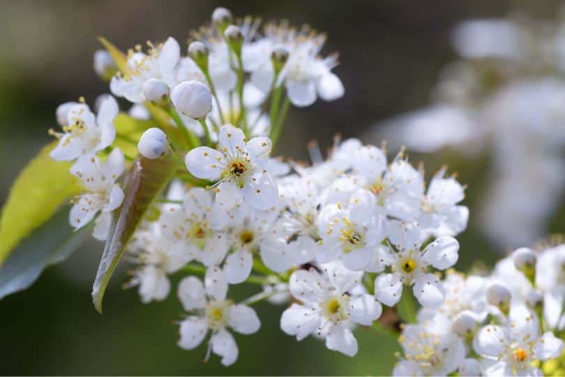 Pin Cherry Flowers