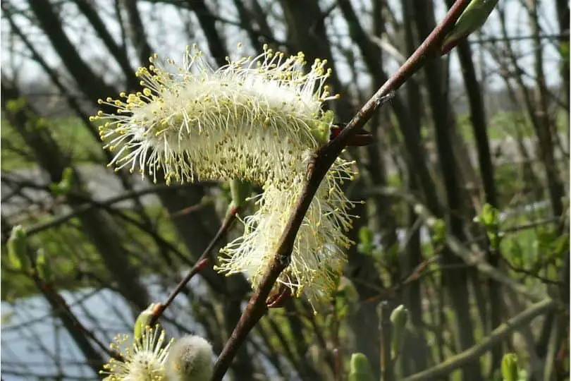 Pussy Willow Catkins