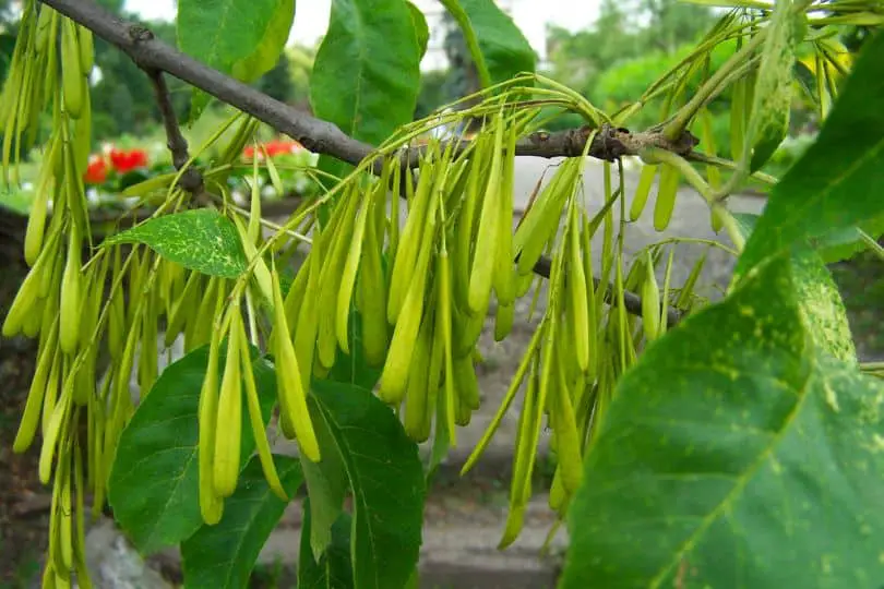 Red Ash Tree