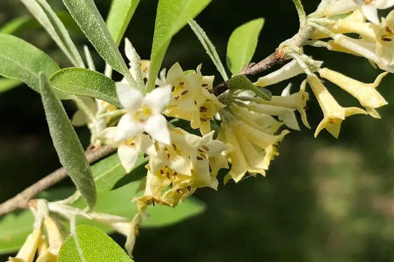 Russian Olive Flowers