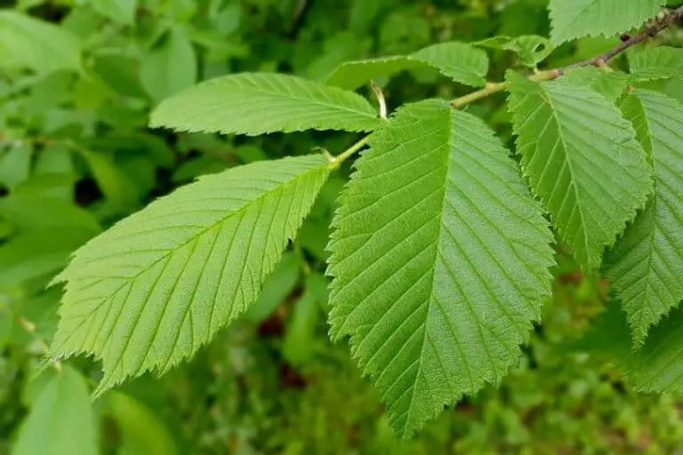 4 Native Elm Trees In Georgia (Pictures & Identification) - Regional ...