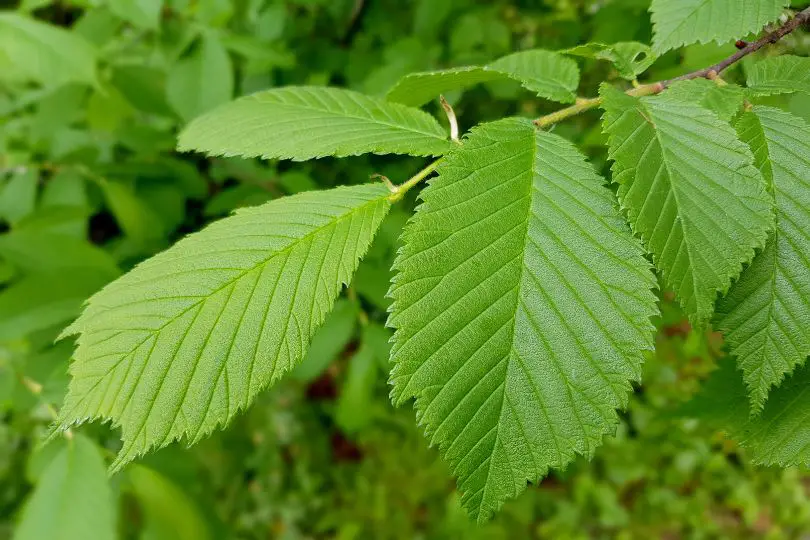 September Elm