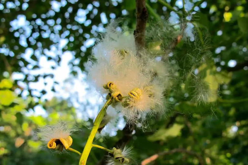 Swamp Cottonwood