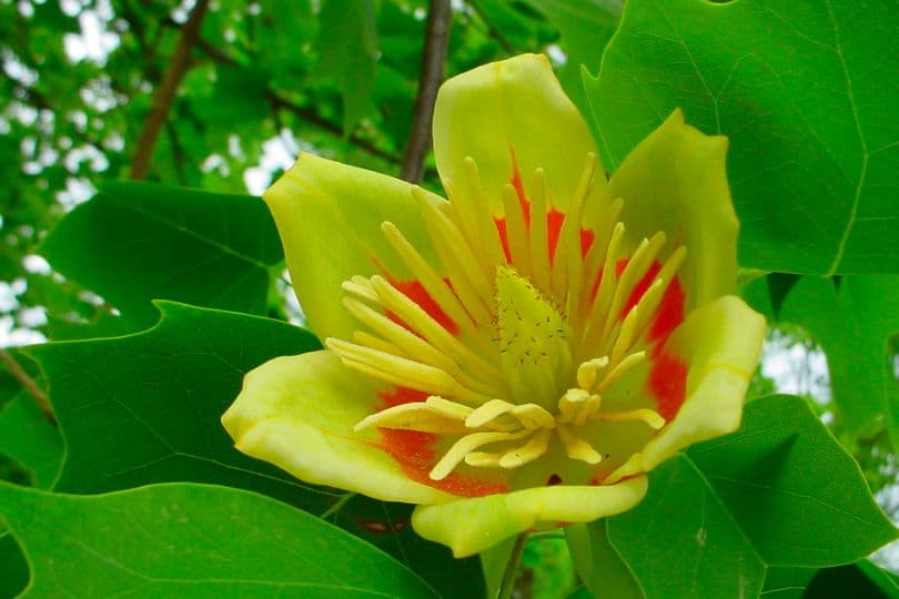 Tulip Tree Flowers