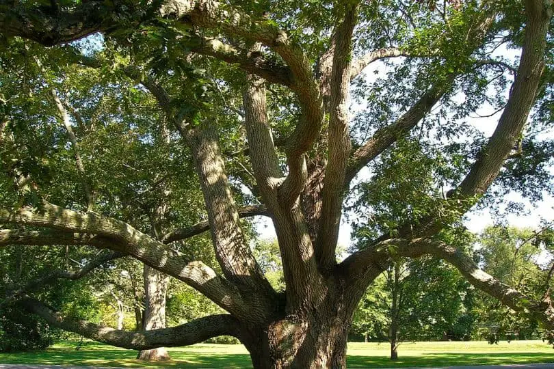 Turkey Oak Tree