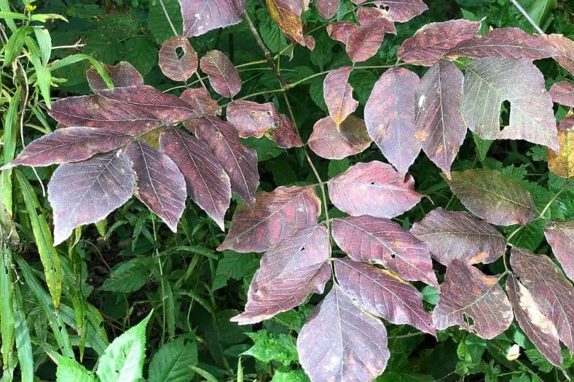 White Ash Leaves