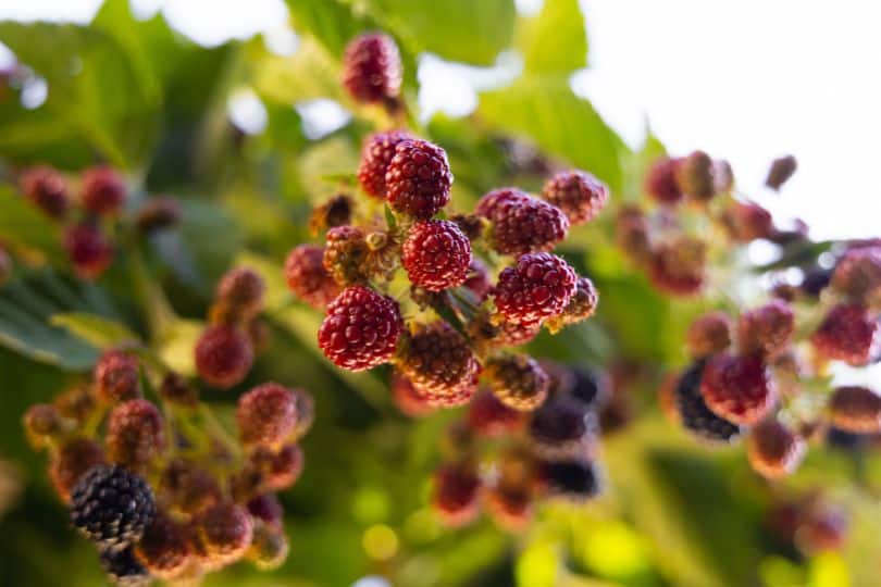 White Mulberry