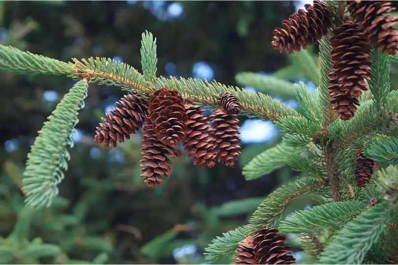 White Spruce Tree