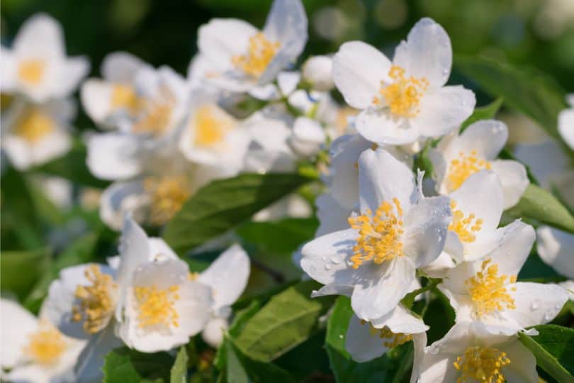 Wild Apple Flowers