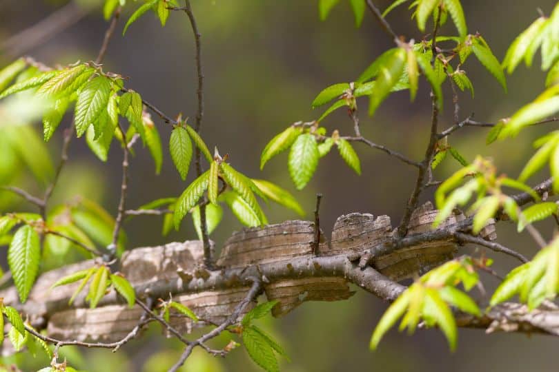 Winged Elm