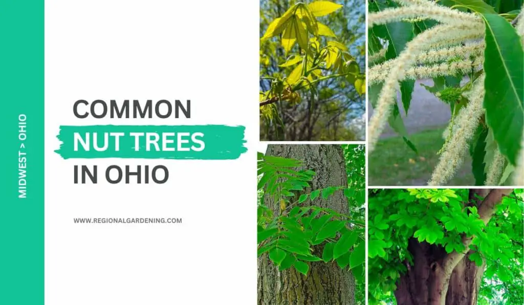 10-common-nut-trees-in-ohio-pictures-identification-regional