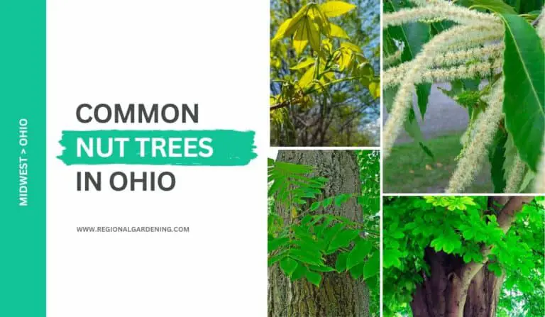 10 Common Nut Trees In Ohio (Pictures & Identification)