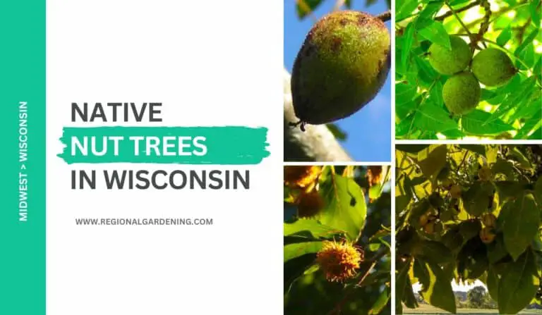 10 Common Nut Trees In Wisconsin (Photos & Identification)