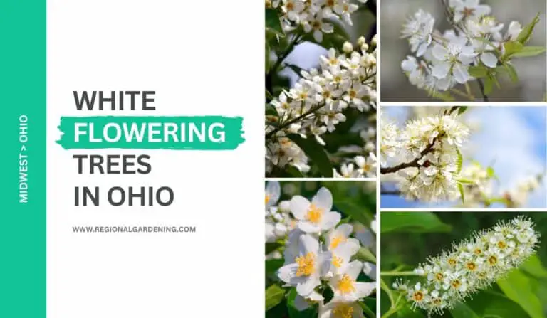 13 White Flowering Trees In Ohio (Native & Common Trees)