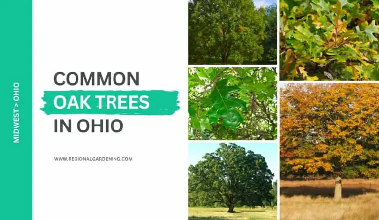 14 Common Oak Trees In Ohio (All You Should Know)