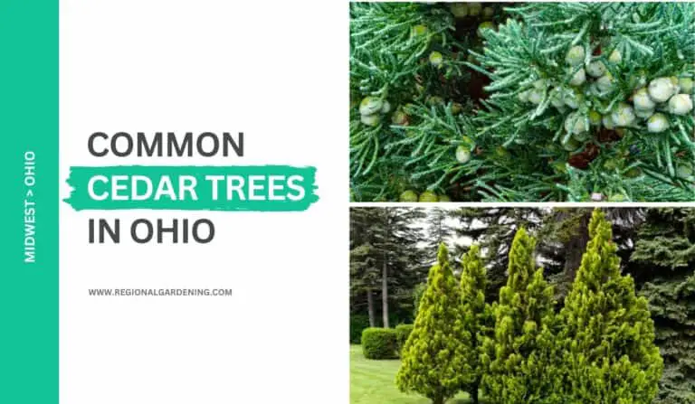 2 Types Of Cedar Trees In Ohio (Photos & Identification)