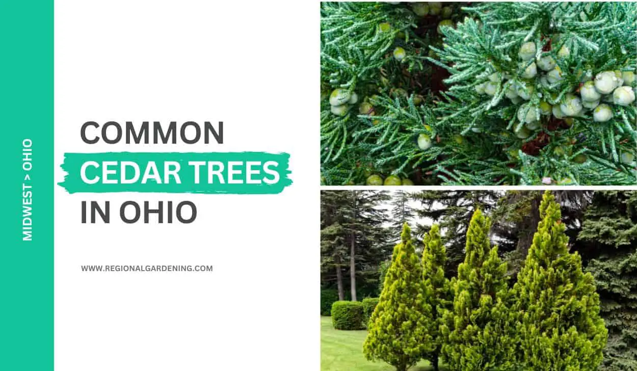 2 Common Cedar Trees In Ohio
