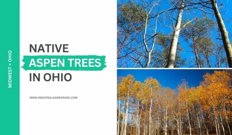 2 Native Aspen Trees In Ohio (Photos & Identification)