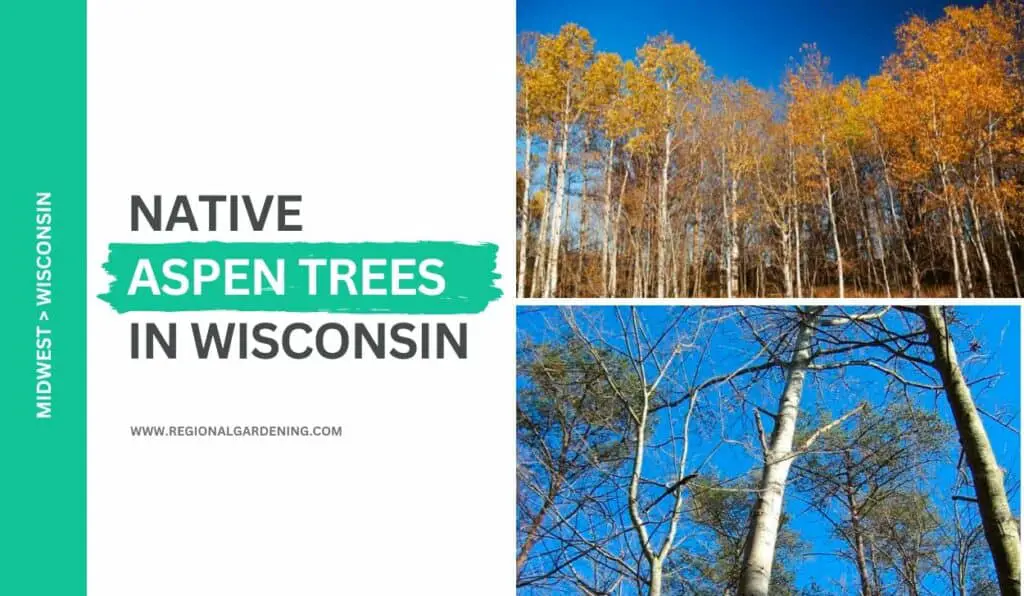 Native Aspen Trees In Wisconsin (2 Types You Must Know) - Regional ...