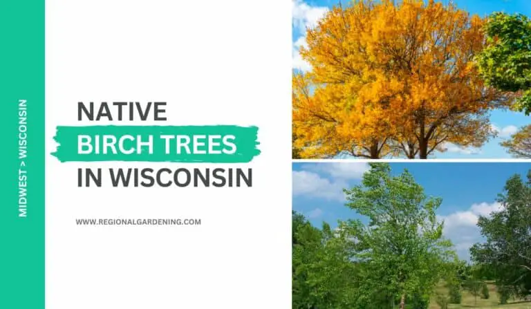 3 Native Birch Trees In Wisconsin (Photos & Identification)