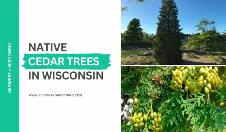 Native Cedar Trees In Wisconsin (2 Types To Know)