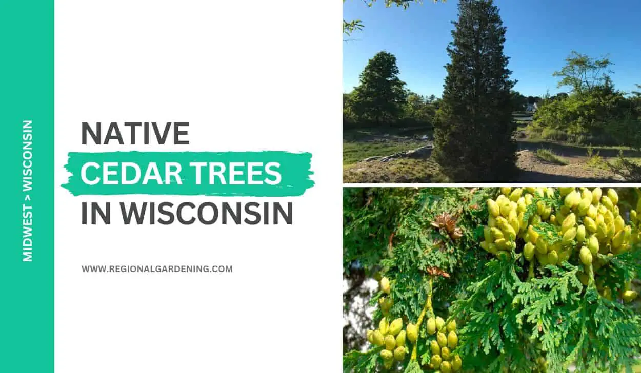 2 Native Cedar Trees In Wisconsin