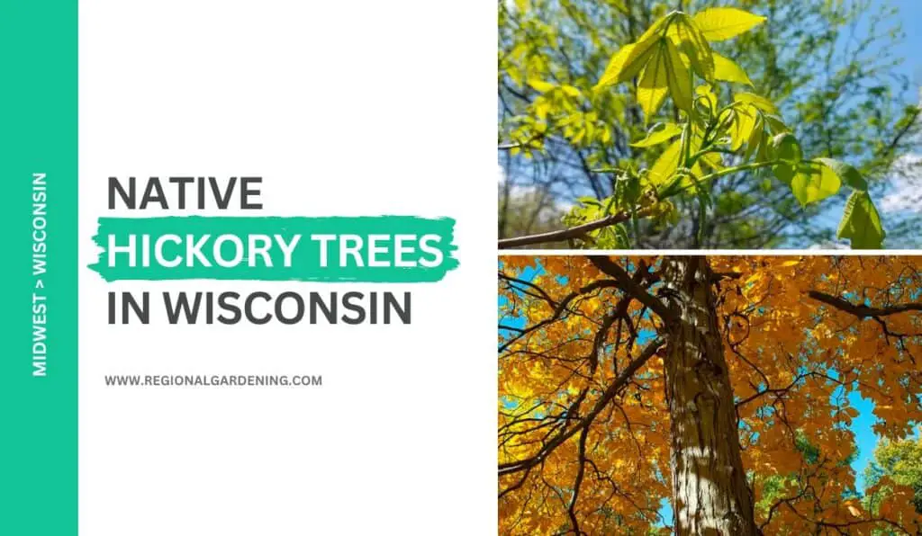 2 Native Hickory Trees In Wisconsin (Photos & Identification ...