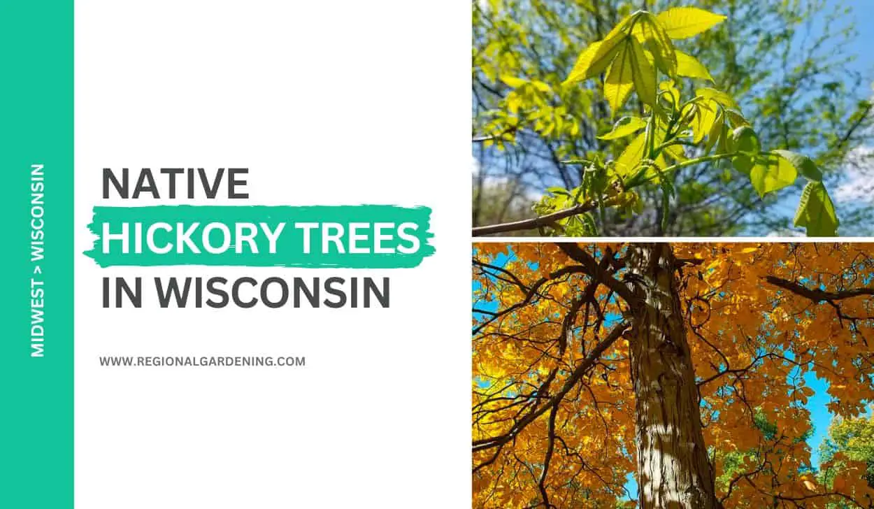 2 Native Hickory Trees In Wisconsin