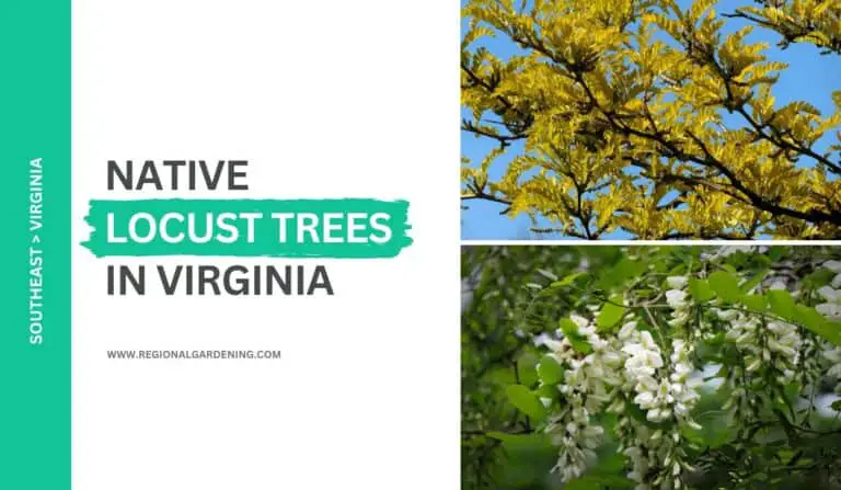 Common Locust Trees In Virginia (2 Types You Must Know)