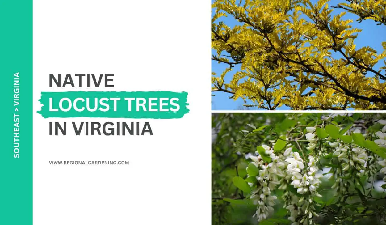 2 Native Locust Trees In Virginia