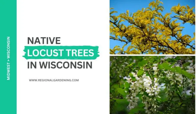 2 Native Locust Trees In Wisconsin (Photos & Identification)