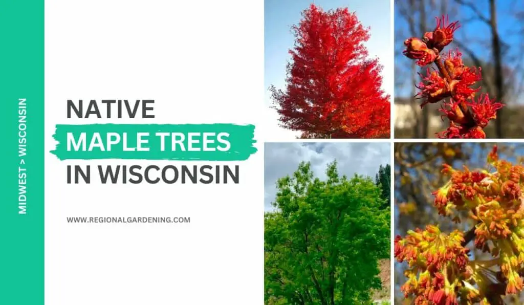 4 Native Maple Trees In Wisconsin (Photos, Care & Identification ...