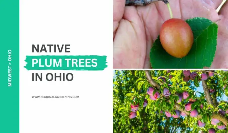 2 Native Plum Trees In Ohio (Pictures & Care Tips)